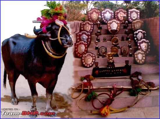Kambala: The ancient sport of buffalo racing-ganu_090609_naga1.jpg