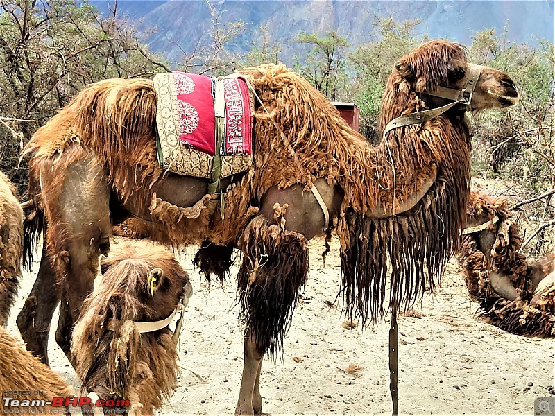 A thrilling motorcycle ride to Leh-25_camel.jpg