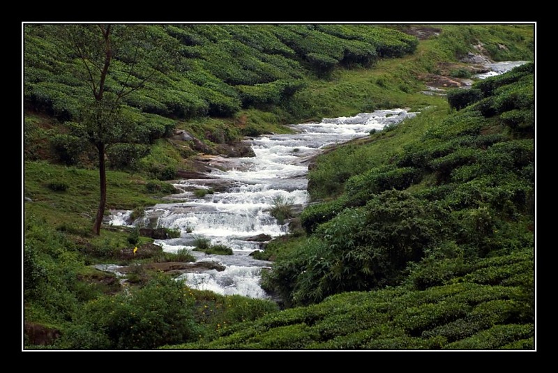 Travelogue : Scaling Vagamon and its heights-16-large.jpg