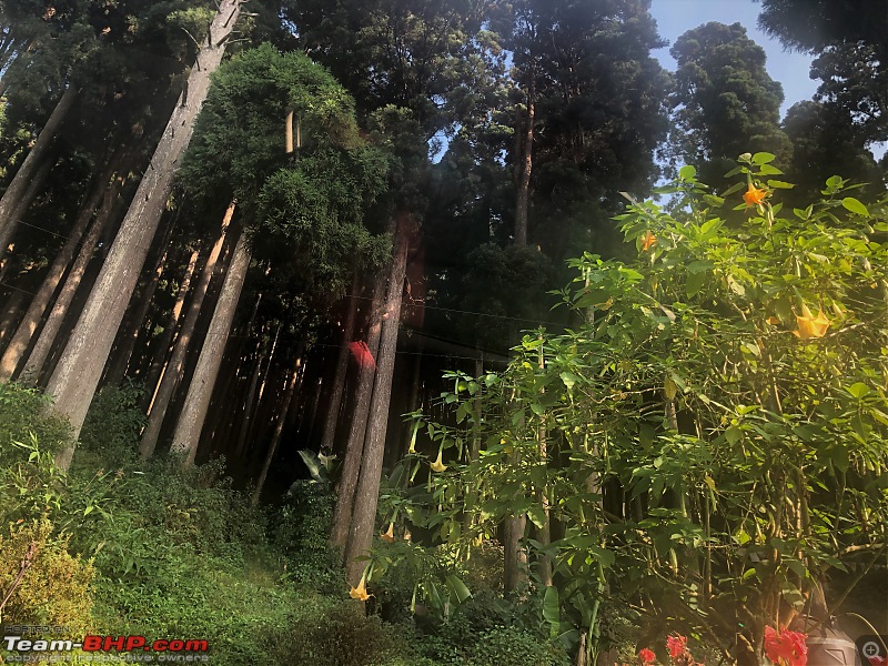 Autumn Drive in an Innova Crysta to Dooars, Kolakham, Kalimpong & Darjeeling-16.-pines.jpg