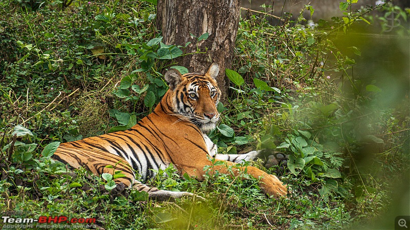 Kabini - A magical experience-kbn12200129.jpg