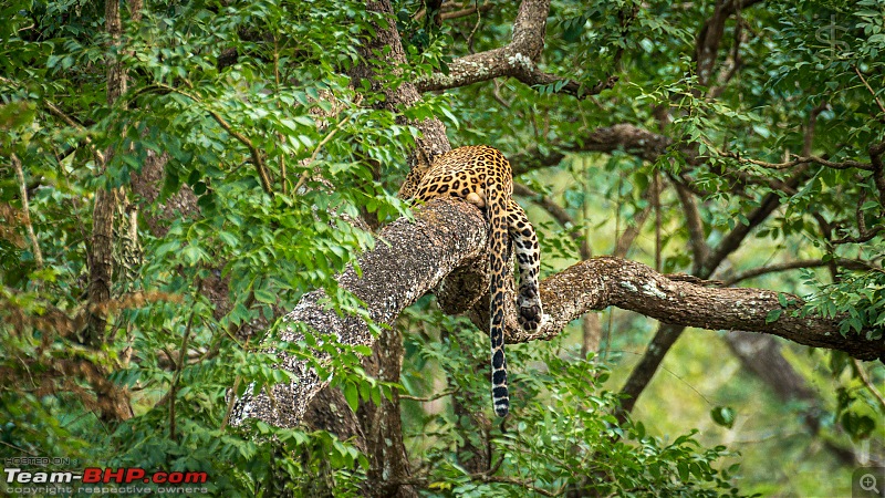 Kabini - A magical experience-kbn12200283.jpg