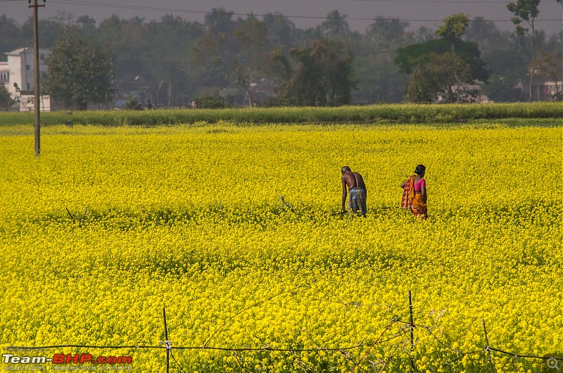 Winter weekends around Calcutta-_dsc0807.jpg