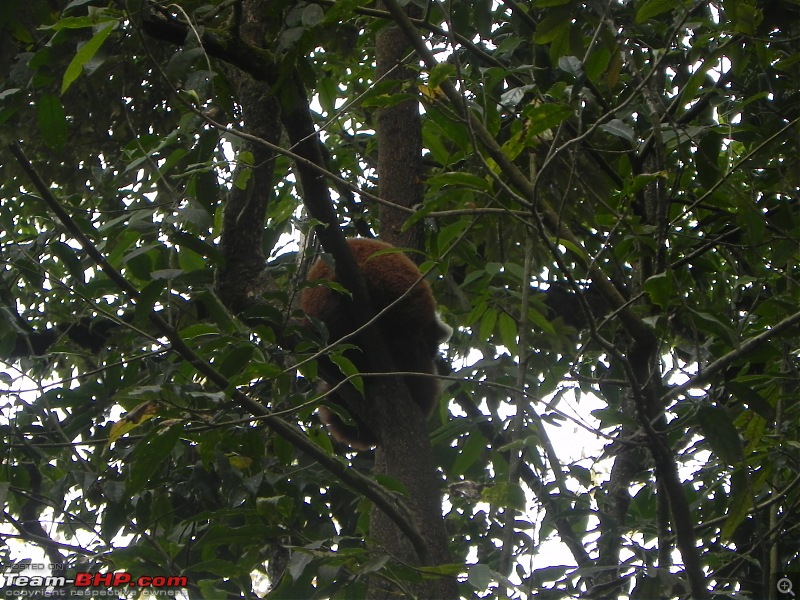 Trek to Sandakphu and Phalut-dscn4976.jpg