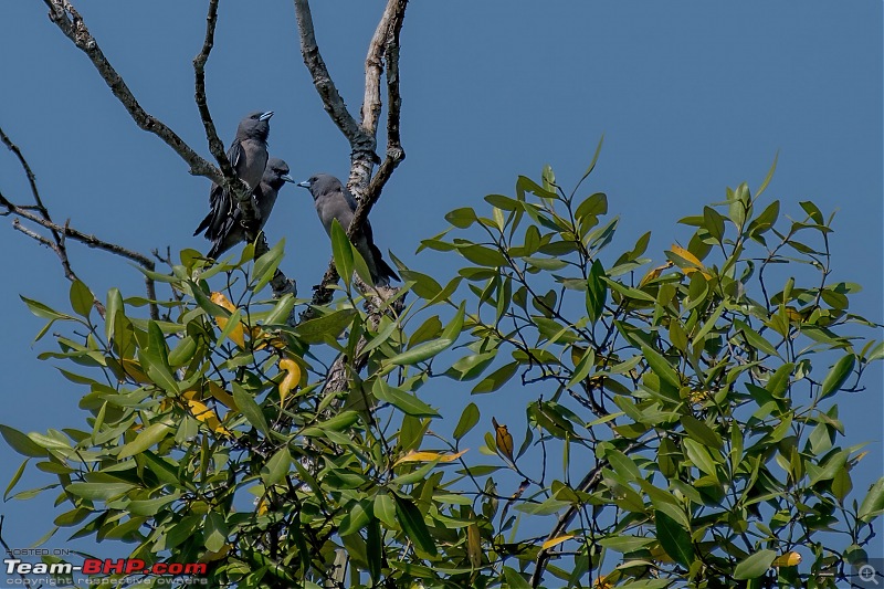 The mangroves have eyes | Wildlife at Sunderbans-_dsc9755denoiseaidenoise.jpg
