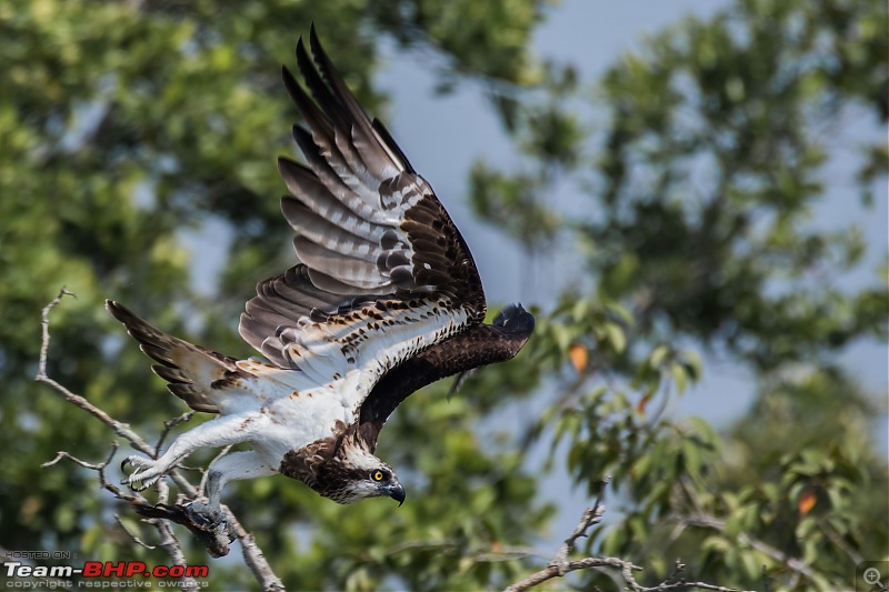 The mangroves have eyes | Wildlife at Sunderbans-_dsc0471denoiseaidenoise.jpg