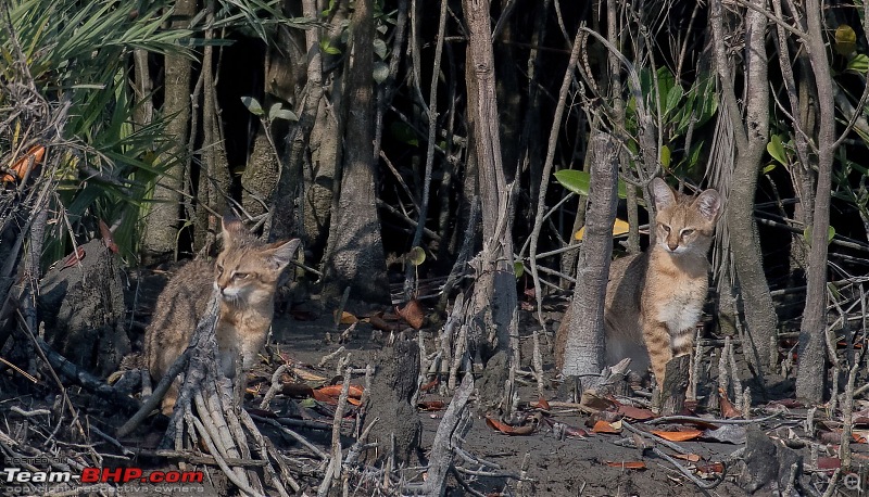 The mangroves have eyes | Wildlife at Sunderbans-_dsc0864denoiseaidenoise.jpg