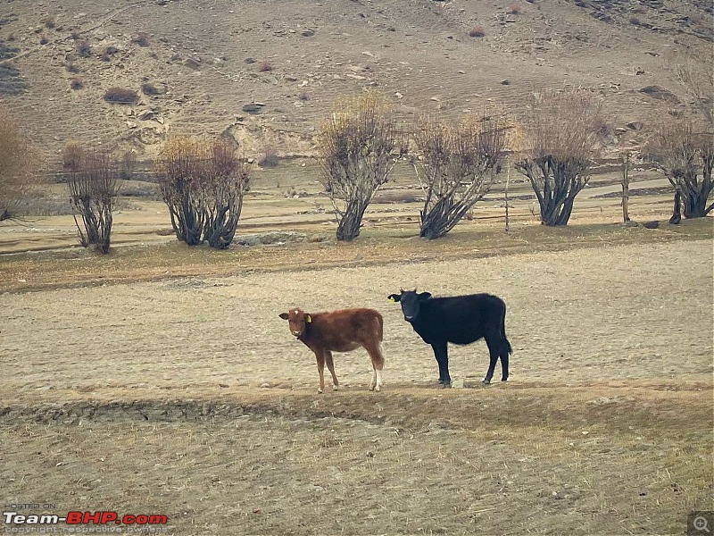 Zanskar and Pangi Valley | Drive to the unknown in my Endeavour 4x4-img_6111.jpg