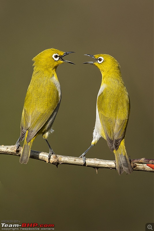 Bird photography from a Hide - Team-BHP