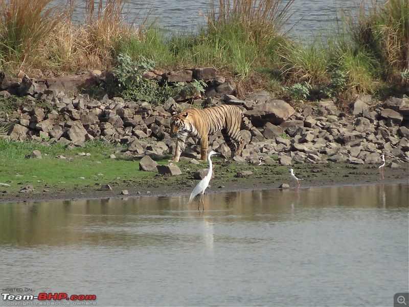 20 years of Ranthambore!-dsc07217.jpg