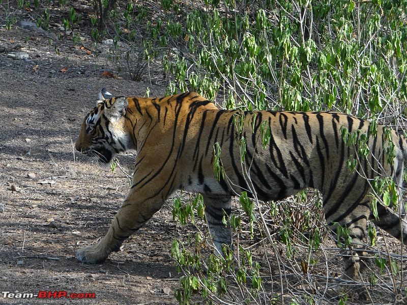 20 years of Ranthambore!-dsc07227.jpg