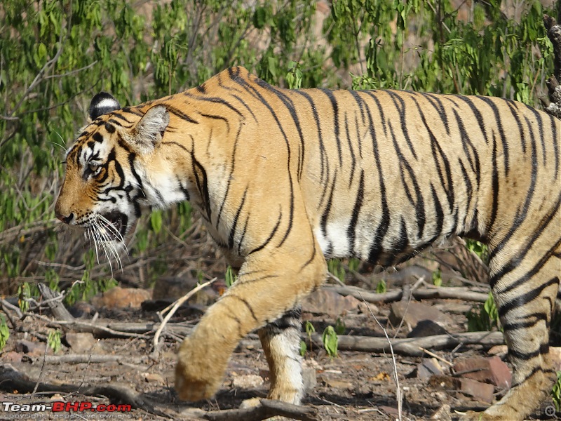 20 years of Ranthambore!-dsc07231.jpg