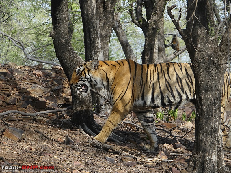 20 years of Ranthambore!-dsc07232.jpg