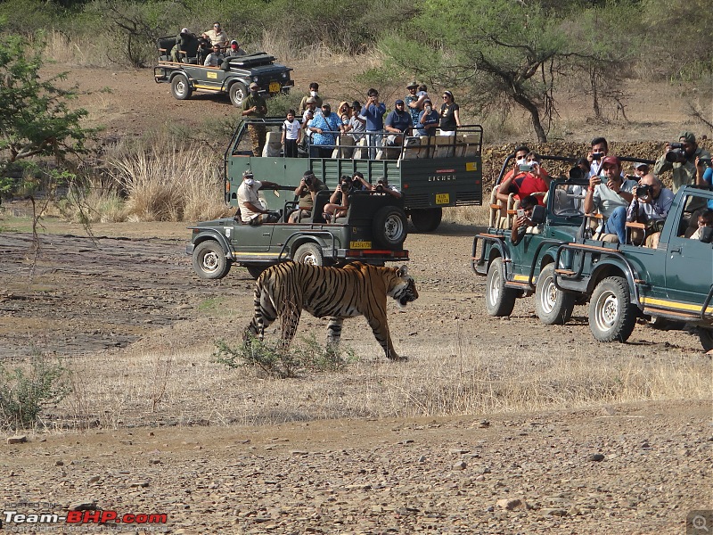 20 years of Ranthambore!-dsc07259.jpg