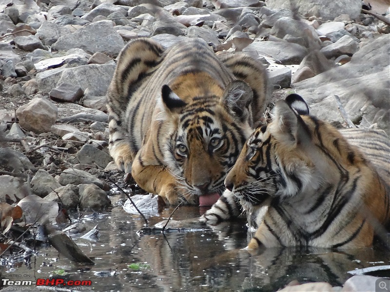 20 years of Ranthambore!-dsc05778.jpg