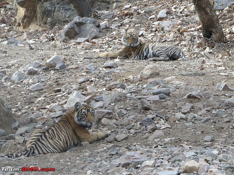 20 years of Ranthambore!-dsc05862.jpg