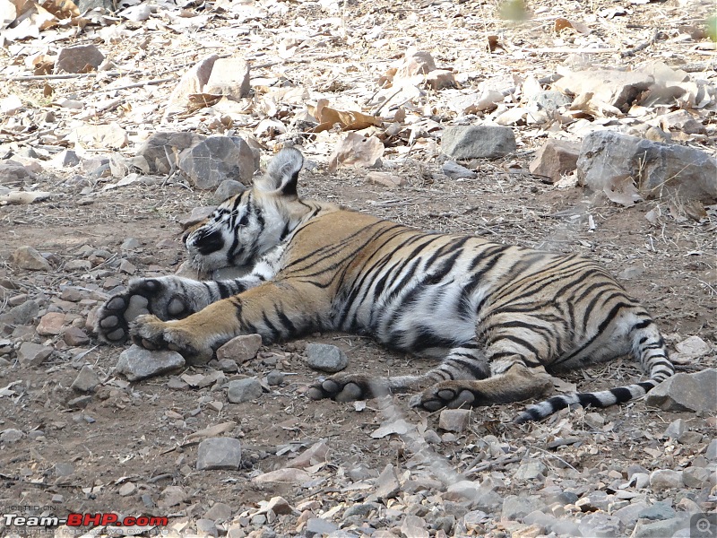 20 years of Ranthambore!-dsc05997.jpg