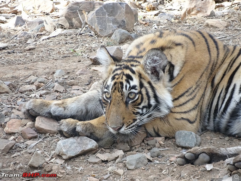 20 years of Ranthambore!-dsc06000.jpg