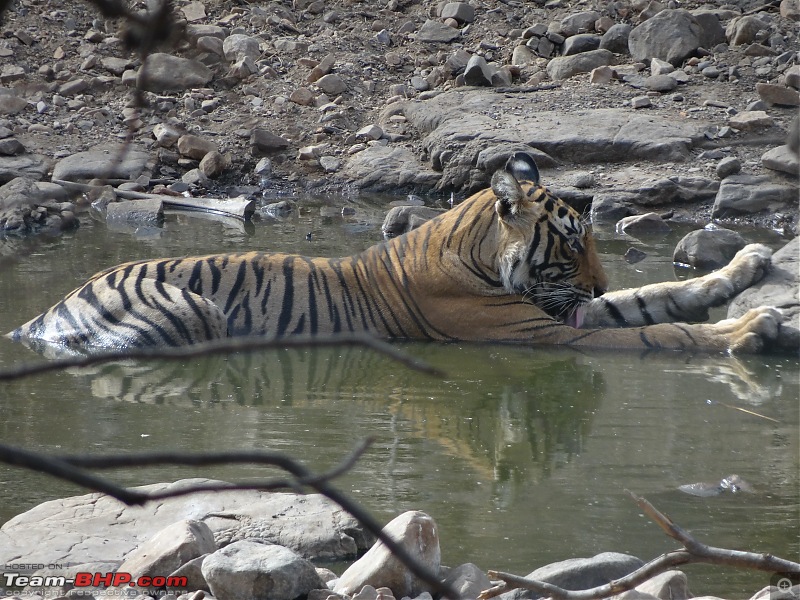 20 years of Ranthambore!-dsc06306.jpg