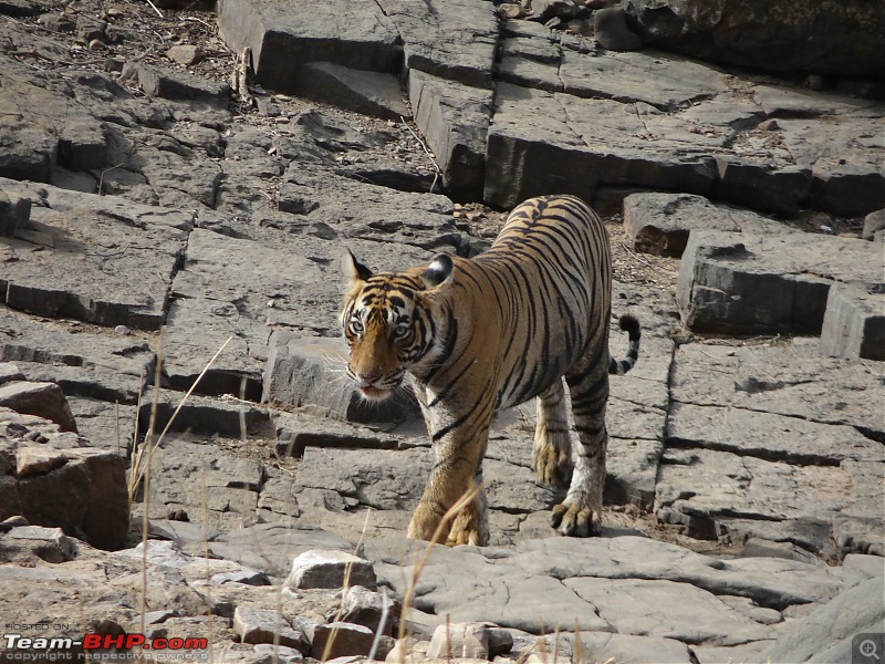 20 years of Ranthambore!-dsc06354.jpg