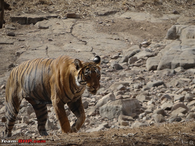 20 years of Ranthambore!-dsc06384.jpg