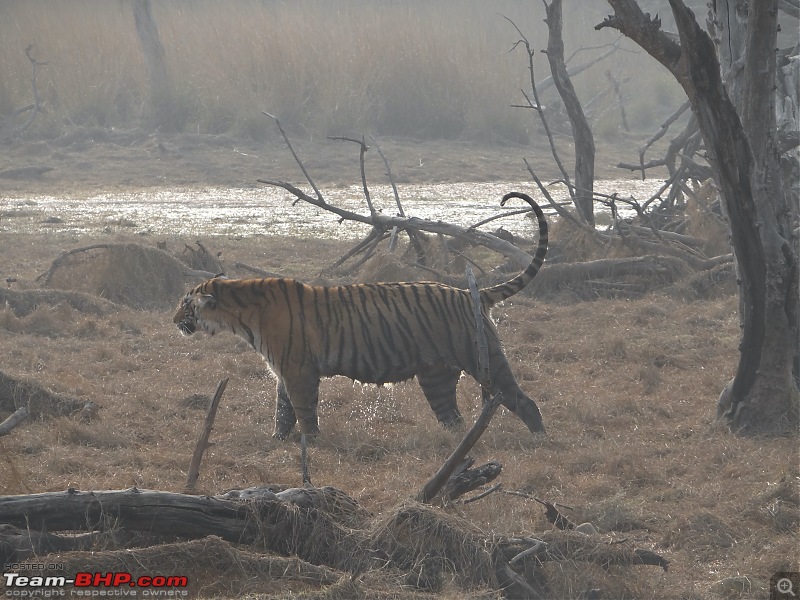 20 years of Ranthambore!-dsc06918.jpg