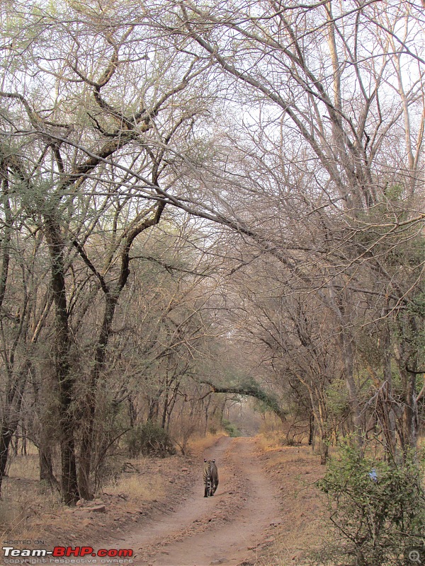 20 years of Ranthambore!-img_6264.jpg