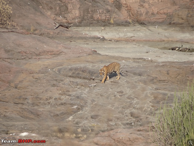 20 years of Ranthambore!-dsc06582.jpg