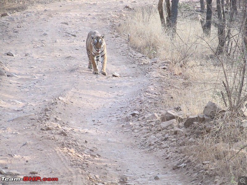 20 years of Ranthambore!-img_6223.jpg