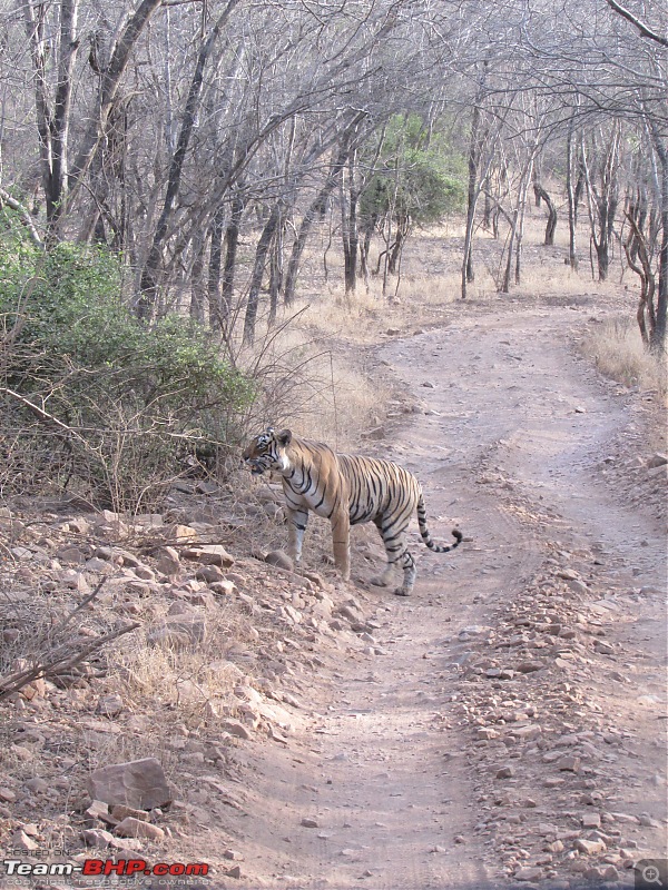 20 years of Ranthambore!-img_6228.jpg