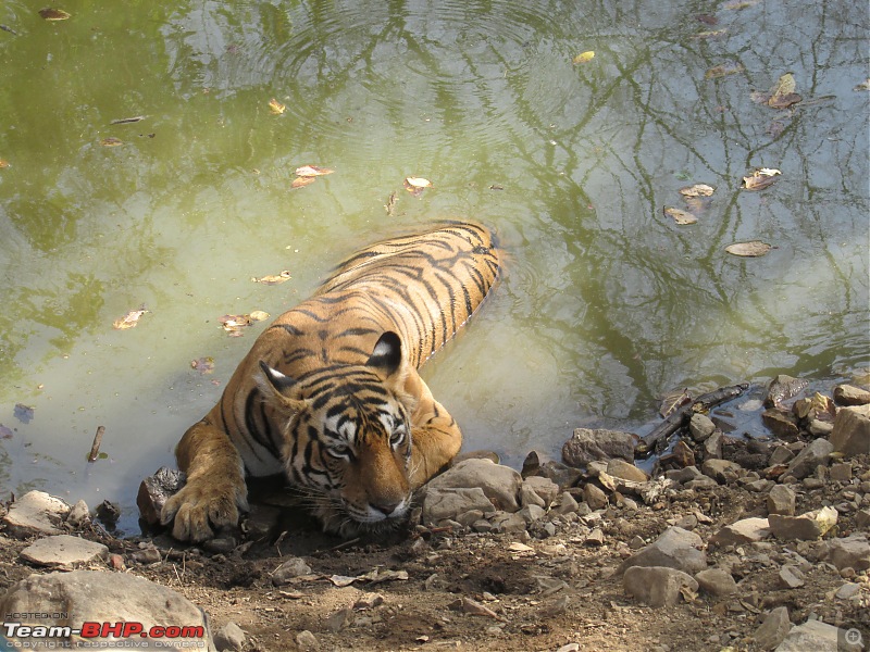 20 years of Ranthambore!-img_6171.jpg