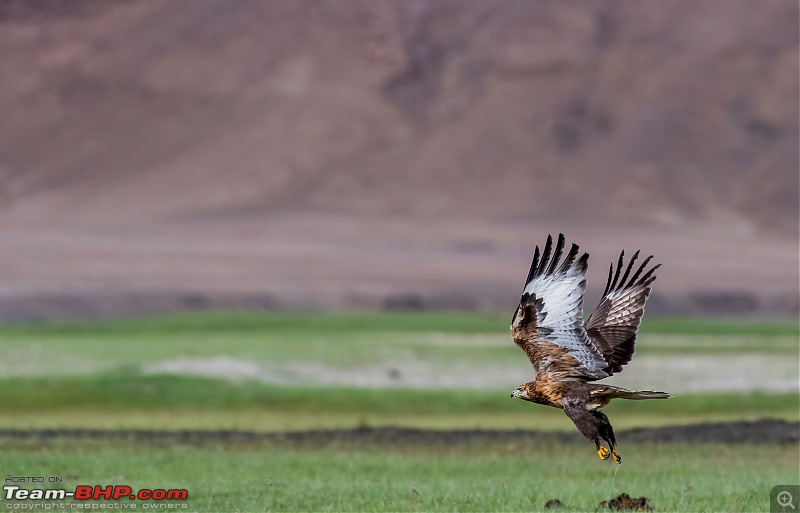 Birding Expedition to Leh-Ladakh-upland_buzzard_1.jpg