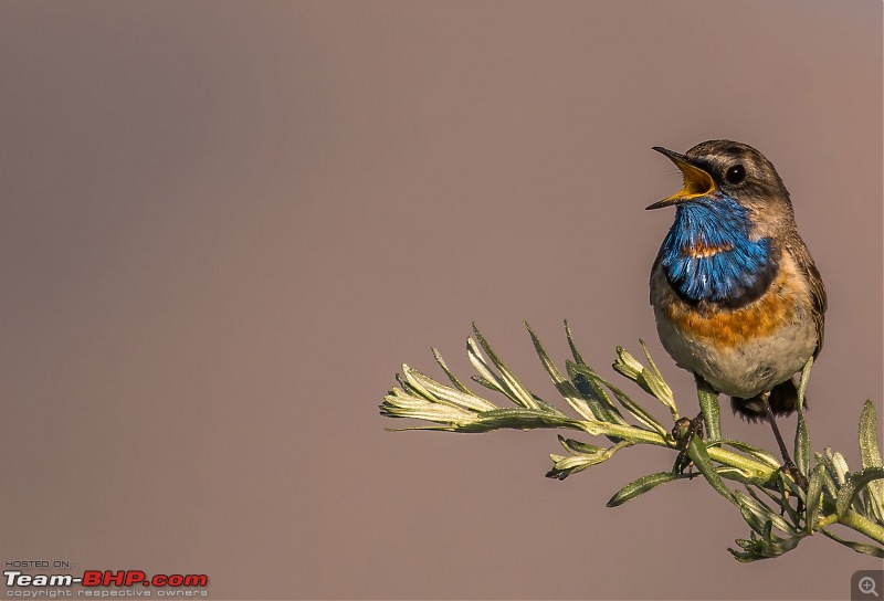 Birding Expedition to Leh-Ladakh-bluethroat1.jpg