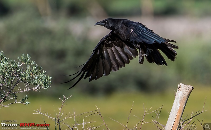 Birding Expedition to Leh-Ladakh-crow1.jpg