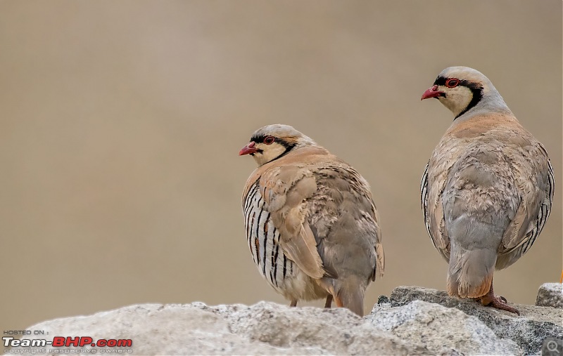 Birding Expedition to Leh-Ladakh-chukar3.jpg