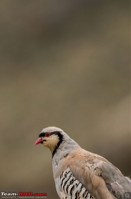 Birding Expedition to Leh-Ladakh-chukar4.jpg