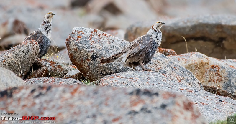 Birding Expedition to Leh-Ladakh-hsnowc2.jpg