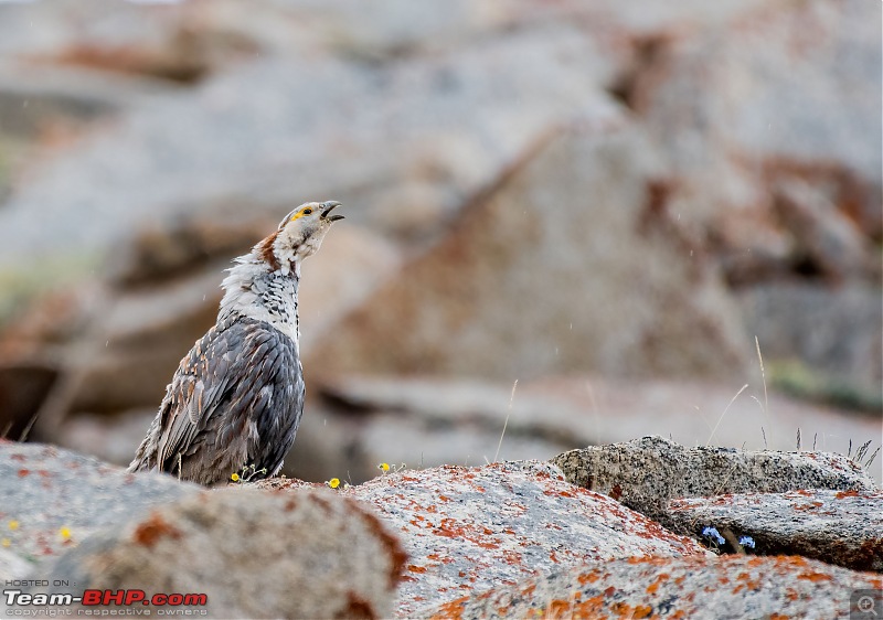 Birding Expedition to Leh-Ladakh-hsnowc3.jpg