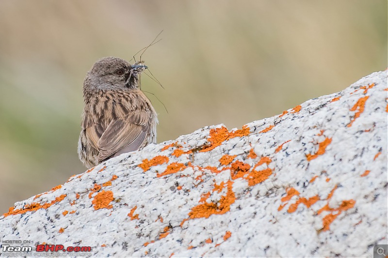 Birding Expedition to Leh-Ladakh-acc_ins1.jpg