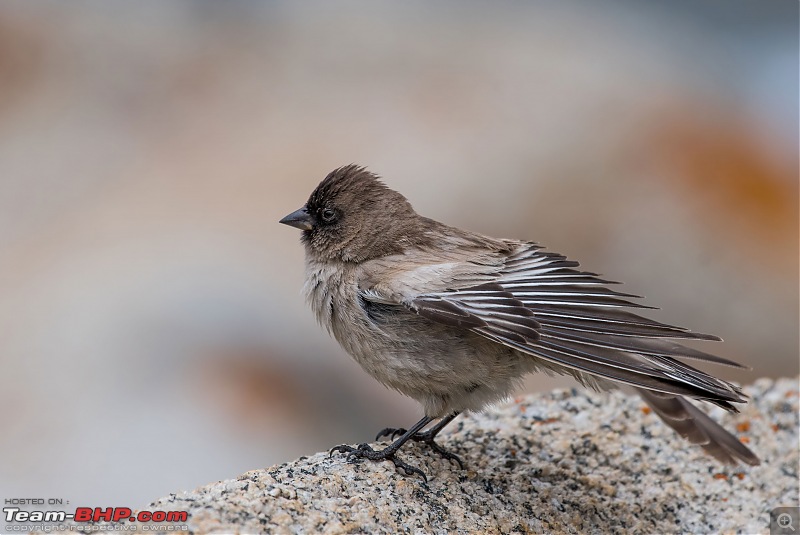 Birding Expedition to Leh-Ladakh-bmf_2.jpg