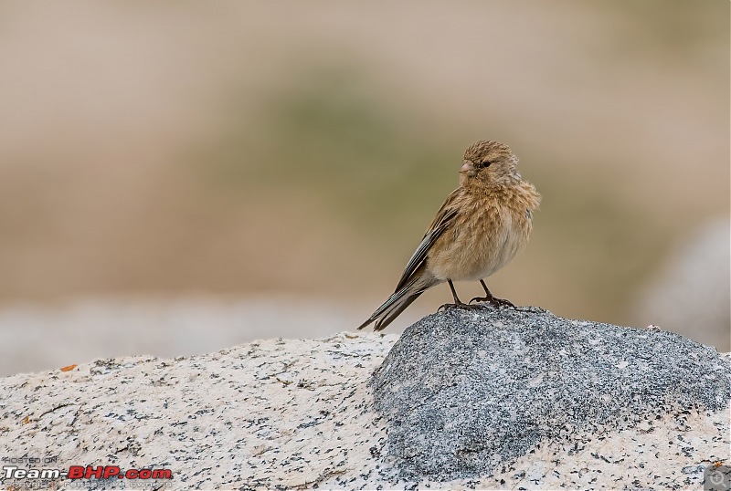 Birding Expedition to Leh-Ladakh-twite_1.jpg