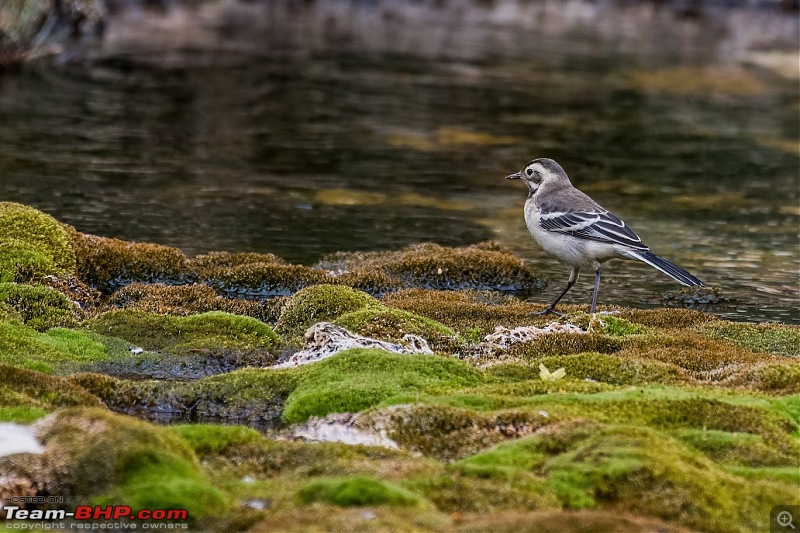 Birding Expedition to Leh-Ladakh-grey_wag.jpg