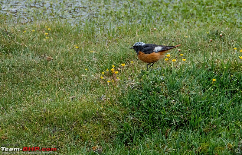 Birding Expedition to Leh-Ladakh-wwr.jpg