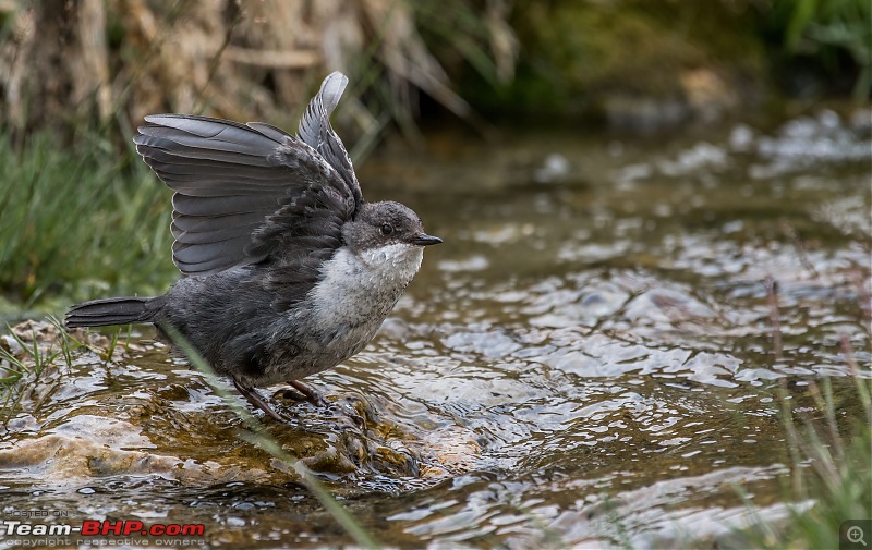 Birding Expedition to Leh-Ladakh-juv_dip_1.jpg