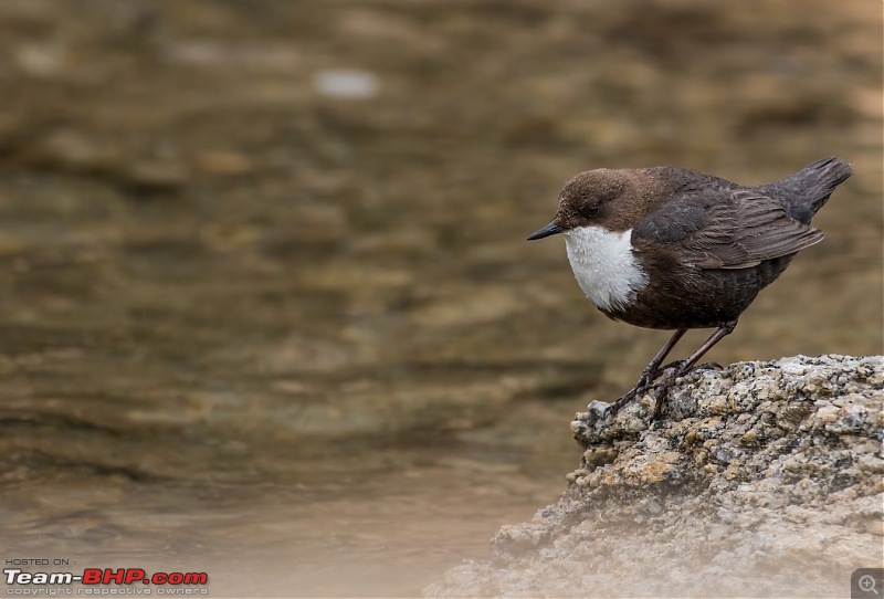 Birding Expedition to Leh-Ladakh-wtd4.jpg