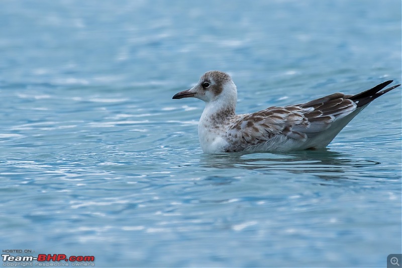 Birding Expedition to Leh-Ladakh-gull_3.jpg