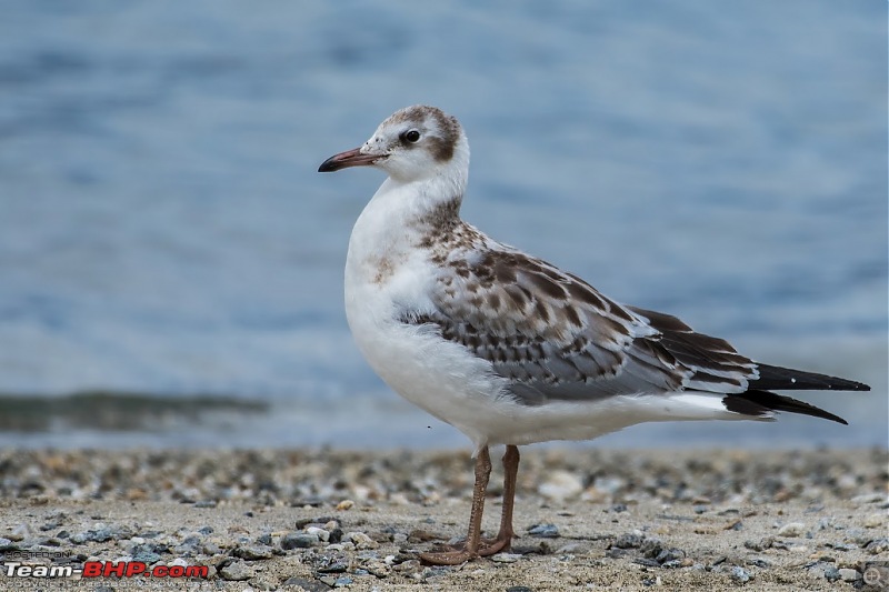 Birding Expedition to Leh-Ladakh-gull_1.jpg