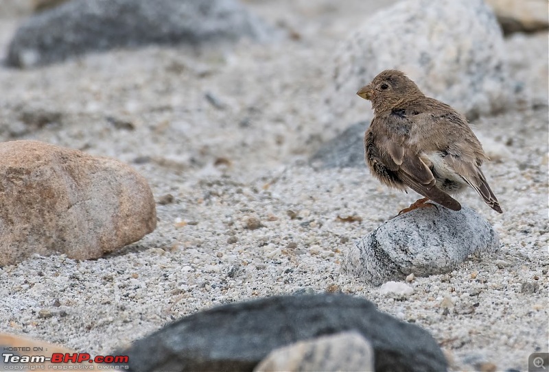 Birding Expedition to Leh-Ladakh-mong3.jpg