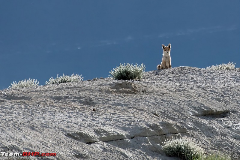 Birding Expedition to Leh-Ladakh-fox2.jpg