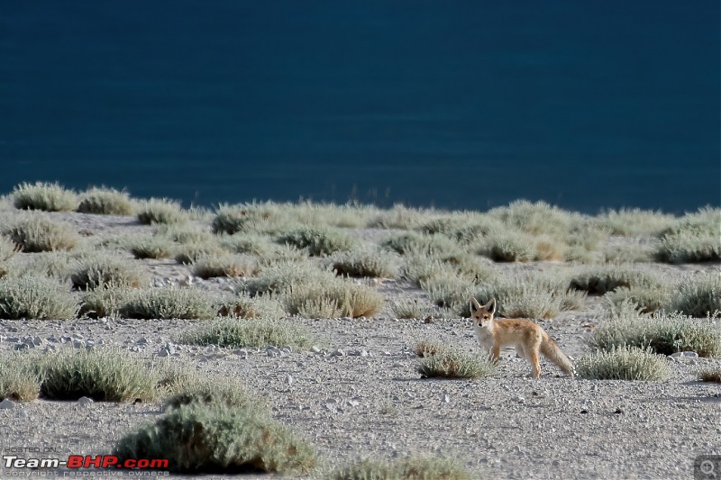 Birding Expedition to Leh-Ladakh-fox_5.jpg